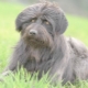 Catalan Shepherd Dogs: what do they look like and how to keep them?