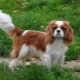 Cavalier King Charles Spaniel: Everything You Need to Know About Dog Breed