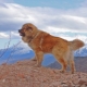 Caucasian Shepherd Dog: breed characteristics. Feeding and care
