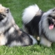 Keeshond: features of the breed and the subtleties of the content