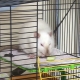 DIY rat cages: options and step-by-step instructions