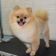 When and how should a Spitz be cut?