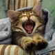 When do kittens' teeth change and how does it happen?