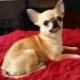 When do Chihuahuas have ears and how to place them?