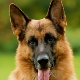 When do the ears of a German shepherd get up?