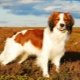 Koikerhondye: description of the breed and characteristics of keeping dogs