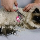 Cat tangles: causes and methods of struggle