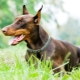 Brown Dobermans: features of color and care for them