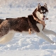 Brown husky: features of color and content