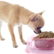 Chihuahua food: rating of producers and selection features