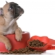 Food for the French Bulldog: what are there and how to choose?