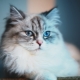 Super premium food for neutered cats