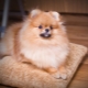 Feeding and caring for your Pomeranian at home