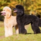 Royal poodle: color variations, personality traits and training