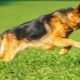 Short-haired German Shepherds: description and care features