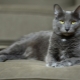 Korat cat: origin, characteristics, care