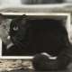Chimera cats: how they look, advantages and disadvantages