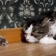 Rat catcher cats: popular breeds and their content