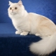 Napoleon cats: description and care features