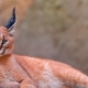Chats avec des glands sur les oreilles : variété de races et particularités d'élevage
