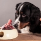 Dog bones: which ones can and shouldn't be fed?