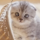 Kitten in 1-2 months: features of development and care
