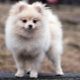 Cream Spitz: features of color, conditions of keeping puppies
