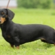 Rabbit dachshund: types and rules of maintenance