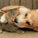 Who is smarter: cats or dogs?