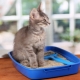 Corn litter for cat litter