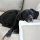Labrador in an apartment: pros and cons, maintenance rules
