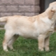Labrador at the age of 4 months: what does it look like and how to keep it?