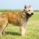 Lakenois: breed characteristics and content