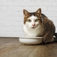 Treats for cats: purpose, tips for choosing and preparing
