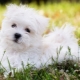 Maltese lapdog: description of dog breed, character and content
