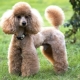 Small poodles: description, color variations, features of the content