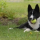 Bear Karelian dog: breed description and content