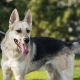 Metis shepherds and huskies: description, character and content