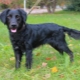 Metis spaniel: types and features of content