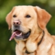 Mestizos Labrador: what are there and how to choose them?
