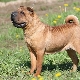 Shar Pei mestizo: types and maintenance of dogs