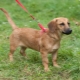 Metis dachshunds: characteristics of popular hybrids and features of caring for them