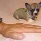 Micro chihuahuas: what do dogs look like and how to keep them?