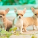 Mini Chihuahuas: what do dogs look like and how to keep them?