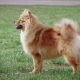 Mittelspitz: what does he look like and how to care for him?