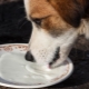 Can you give milk to dogs and what is the right way to do it?