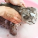 Can a cat be washed with regular shampoo and what will happen?