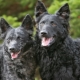 Moody: characteristics of the breed of dogs, features of caring for them