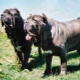 Neapolitan Mastiff: description and recommendations for content