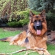 Working German Shepherds